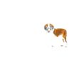Evolution Saint-Bernard