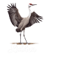 Sandhill Crane Lovers Bird Watching