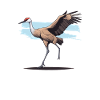 Sandhill Crane Lovers Bird Watching