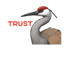 Sandhill Crane Lovers Bird Watching