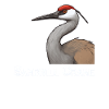Sandhill Crane Lovers Bird Watching