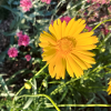 Sonnenstrahl Gelb Blüte / Mädchenauge