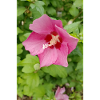 Pink Hibiscus (Shrub Marshmallow)