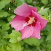 Pink Hibiscus (Shrub Marshmallow)