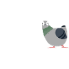 Hungry pigeon slogan design for pigeon fancier