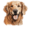 Chien Golden Retriever