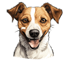Dog Jack Russell