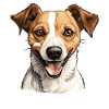 Dog Jack Russell