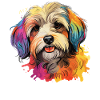 Dog Havanese