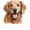 Chien Golden Retriever