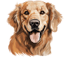 Dog Golden Retriever