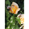 Delicate yellow-light orange rose bud