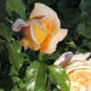 Delicate rosebud