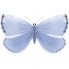 Blue butterfly