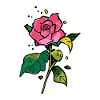 A Pretty Rose