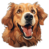 Golden Retriever avec vue teckel