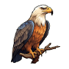 Eagle Eagle's Head