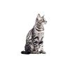 Egyptian Mau Ägyptische Mau