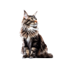 Maine Coon