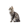 Chat Manx