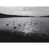Entensee