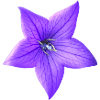 fleur pourpre