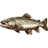 Trout