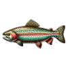 Rainbow trout