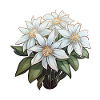 Edelweiss Flower Plant Mountains
