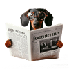 Dachshund with newspaper