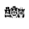 Hütehunde Trio mit Zylinder