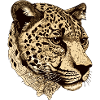 Cheetah Head Animal
