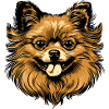 Pomeranian Dog Head Animal