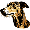 Greyhound Dog Head Animal