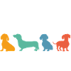 Dachshund personality on four paws