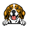 Beagle dog