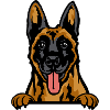 Belgian Malinois