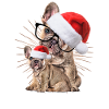 french Bulldog Christmas Dog Dogs