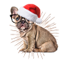 french Bulldog Christmas Dog Dogs