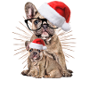 Bouledogue françaisChiens de Noël