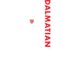 Dalmatian Us Flag