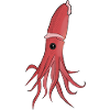 Sea Creatures A Beautiful Squid