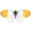 Aurora butterfly