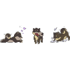 shiba