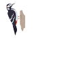 Woodpeckers make life less sucking