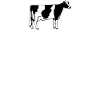 Refaire du lait d’une vache