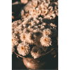 Chrysanthemum Flowers