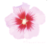 FlolowerLover n° 1