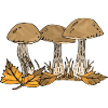 Fungi