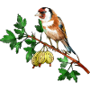 Bunter Vogel
